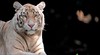 Singapore Zoo