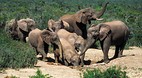 Addo National Park