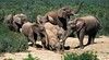 Addo National Park