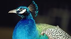 KwaZulu-Natal