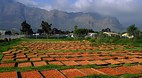 Western Cape