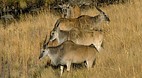Drakensburg
