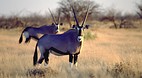 Kgalagadi Transfront..