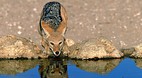 Kgalagadi Transfront..