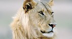 Kgalagadi Transfront..