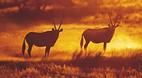 Kgalagadi Transfront..