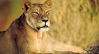 Kgalagadi Transfront..
