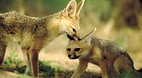 Kgalagadi Transfront..