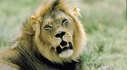 Kgalagadi Transfront..