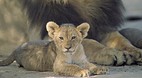 Kgalagadi Transfront..