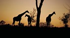 Kruger National Park..