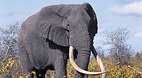 Kruger National Park..