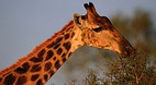 Kruger National Park..