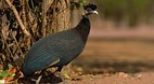 Kruger National Park
