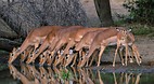 Kruger National Park