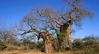 Kruger National Park