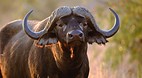 Kruger National Park