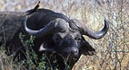Kruger National Park