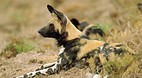 Kruger National Park