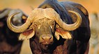 Kruger National Park