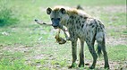 Kruger National Park