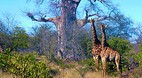 Kruger National Park