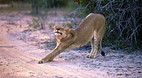 Kruger National Park