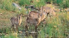 Kruger National Park