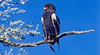 Kruger National Park