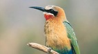 Kruger National Park