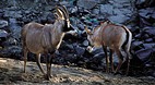 Kruger National Park