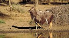 Kruger National Park