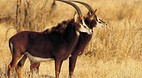 Kruger National Park