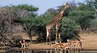 Kruger National Park