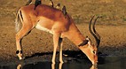 Kruger National Park