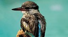 Kruger National Park