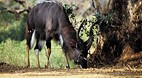 Kruger National Park