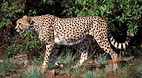 Kruger National Park