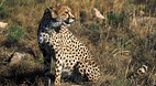 Kruger National Park