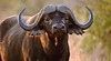 Kruger National Park