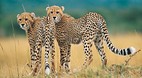 KwaZulu-Natal