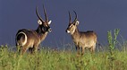 KwaZulu-Natal