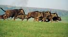 KwaZulu-Natal