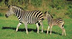 KwaZulu-Natal