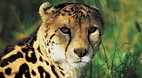 Limpopo