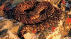 Limpopo