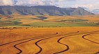 Western Cape