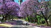 Pretoria