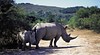 Shamwari Private Game Reserve