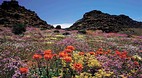 Northern Cape